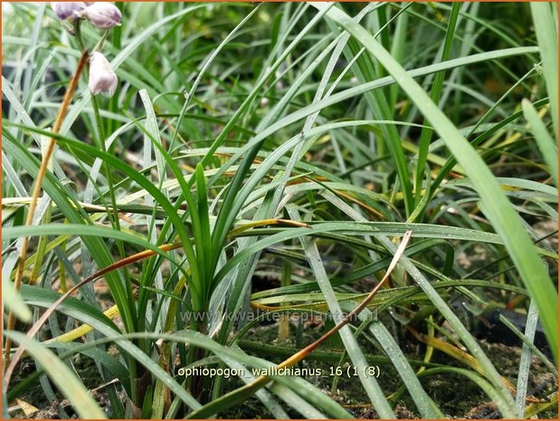 Ophiopogon wallichianus | Slangenbaard | Schlangenbart