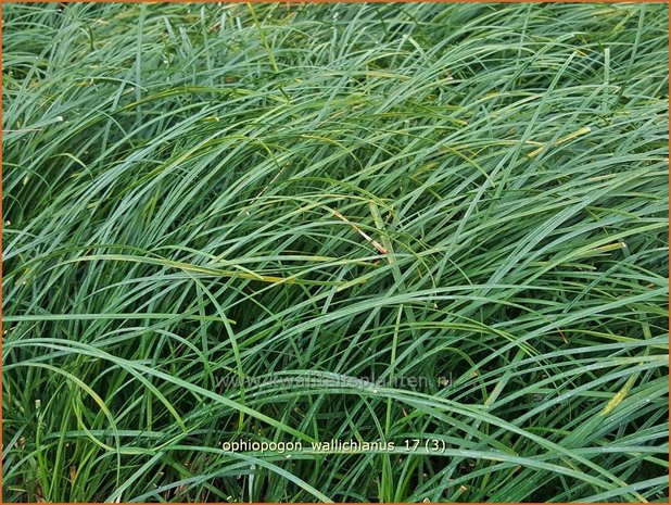 Ophiopogon wallichianus | Slangenbaard | Schlangenbart