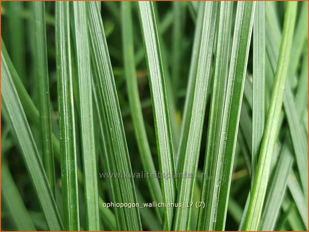 Ophiopogon wallichianus | Slangenbaard | Schlangenbart