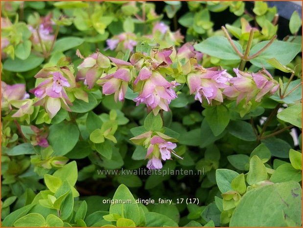 Origanum 'Dingle Fairy' | Hopmarjolein, Majoraan, Marjolein | Rundbl&auml;ttriger Dost