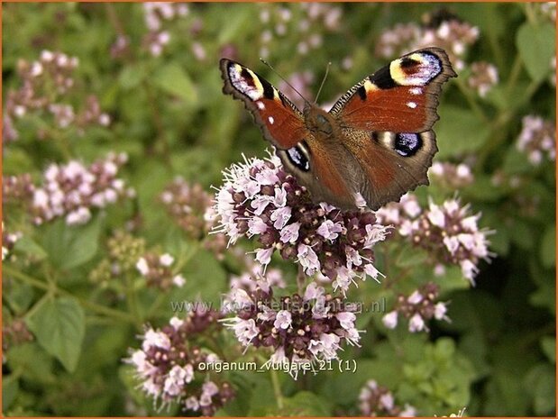 Origanum vulgare | Oregano, Marjolein, Majoraan | Gewöhnlicher Dost