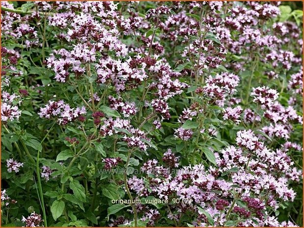 Origanum vulgare | Oregano, Marjolein, Majoraan | Gewöhnlicher Dost