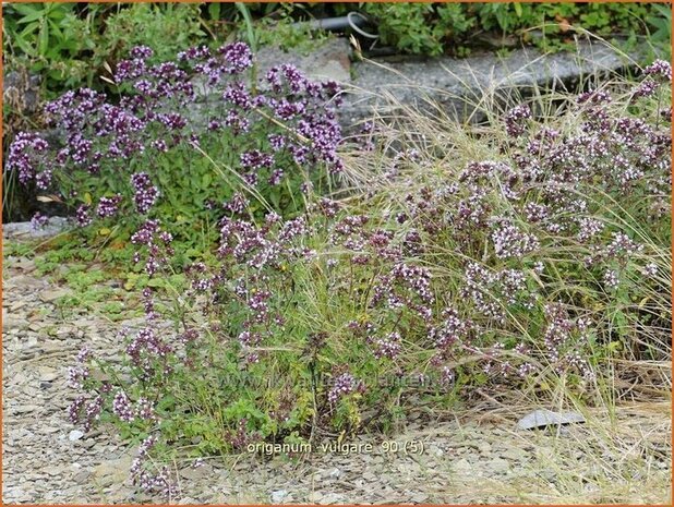 Origanum vulgare | Oregano, Marjolein, Majoraan | Gewöhnlicher Dost