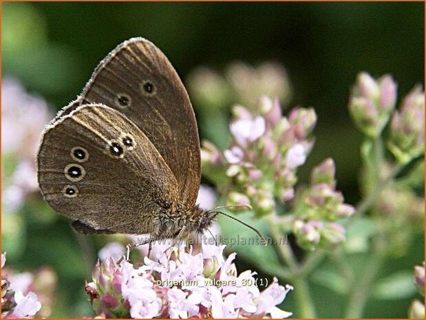 Origanum vulgare | Oregano, Marjolein, Majoraan | Gewöhnlicher Dost