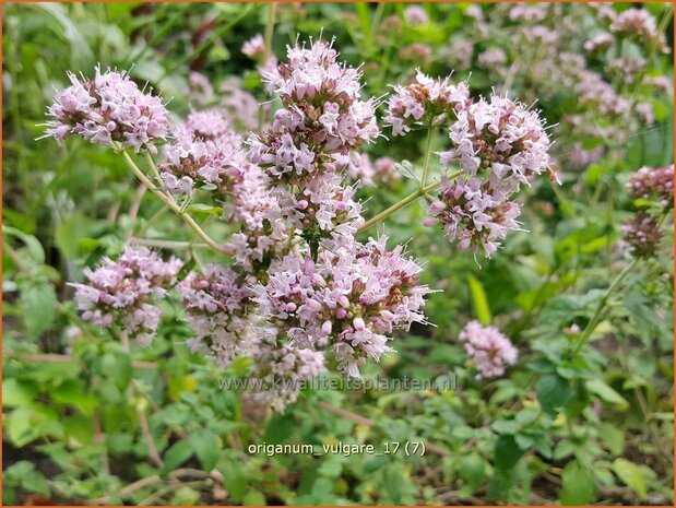 Origanum vulgare | Oregano, Marjolein, Majoraan | Gewöhnlicher Dost