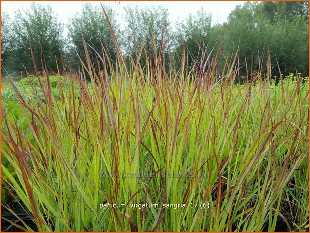 Panicum virgatum 'Sangria' | Vingergras, Parelgierst | Rutenhirse