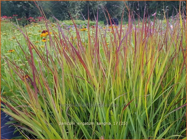 Panicum virgatum 'Sangria' | Vingergras, Parelgierst | Rutenhirse