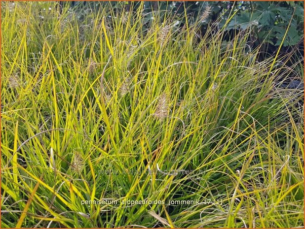 Pennisetum alopecuroides 'Jommenik' | Lampenpoetsersgras, Borstelveergras | Lampenputzergras