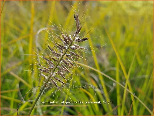 Pennisetum alopecuroides 'Jommenik' | Lampenpoetsersgras, Borstelveergras | Lampenputzergras