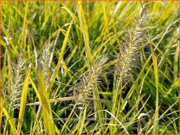 Pennisetum alopecuroides 'Jommenik' | Lampenpoetsersgras, Borstelveergras | Lampenputzergras