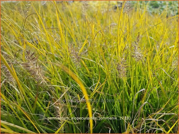 Pennisetum alopecuroides 'Jommenik' | Lampenpoetsersgras, Borstelveergras | Lampenputzergras