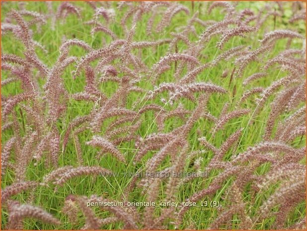 Pennisetum orientale 'Karley Rose' | Lampenpoetsersgras, Borstelveergras | Orientalisches Lampenputzergras