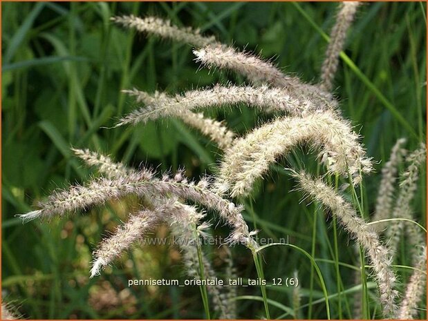 Pennisetum orientale 'Tall Tails' | Lampenpoetsersgras, Borstelveergras | Orientalisches Lampenputzergras | Oriental 