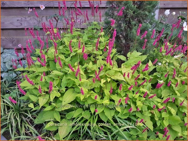 Persicaria amplexicaulis 'Golden Arrow' | Adderwortel, Duizendknoop | Kerzenkn&ouml;terich
