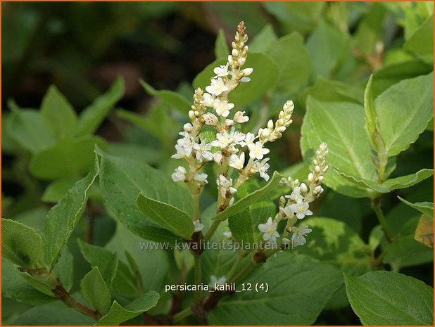 Persicaria kahil | Duizendknoop | Weißer Kissen-Knöterich