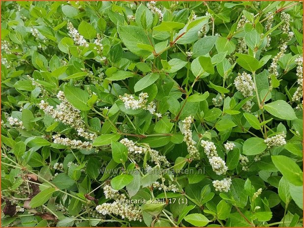 Persicaria kahil | Duizendknoop | Weißer Kissen-Knöterich