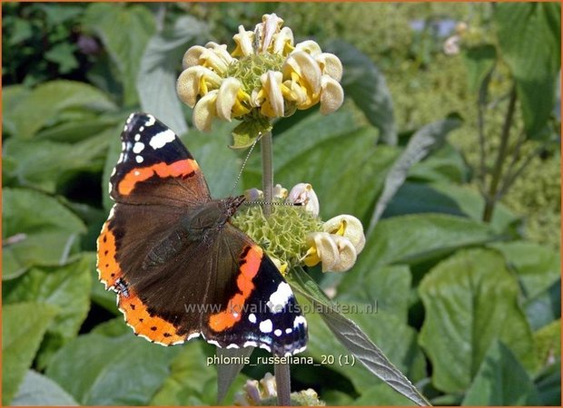 "Phlomis russeliana | Brandkruid | Syrisches Brandkraut "