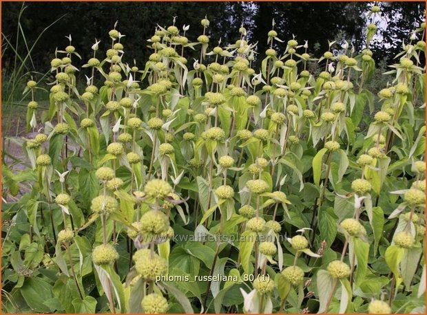 "Phlomis russeliana | Brandkruid | Syrisches Brandkraut "