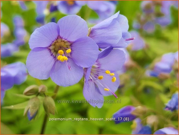Polemonium reptans 'Heaven Scent' | Jacobsladder, Griekse valeriaan | Kriechende Jakobsleiter