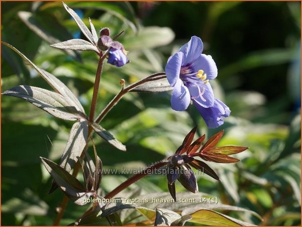 Polemonium reptans 'Heaven Scent' | Jacobsladder, Griekse valeriaan | Kriechende Jakobsleiter