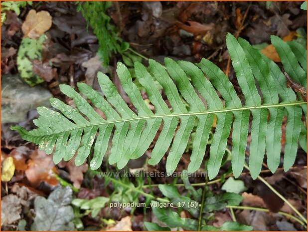 Polypodium vulgare | Eikvaren | Engelsüß