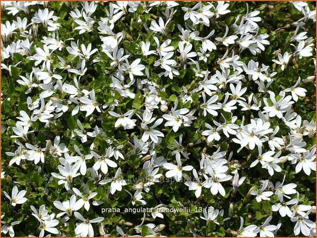 Pratia angulata 'Treadwellii' | Teppich-Scheinlobelie