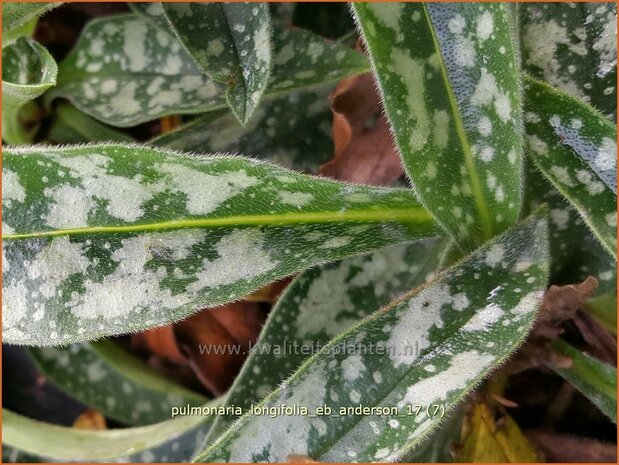 Pulmonaria longifolia 'E.B. Anderson' | Longkruid | Langbl&auml;ttriges Lungenkraut