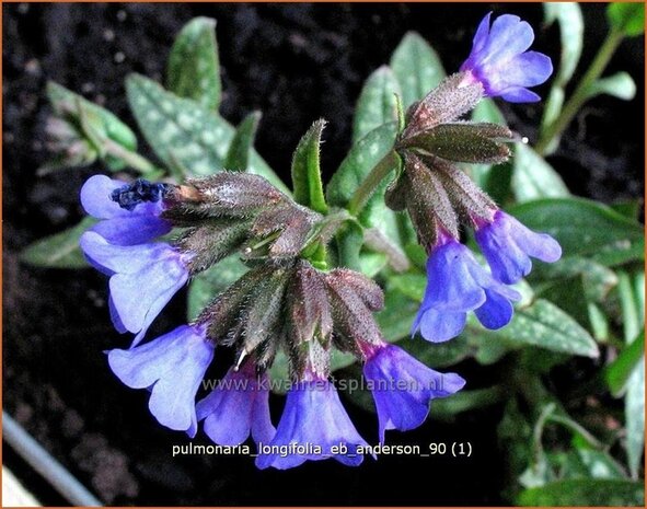 Pulmonaria longifolia 'E.B. Anderson' | Longkruid | Langbl&auml;ttriges Lungenkraut