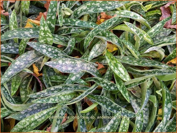 Pulmonaria longifolia 'E.B. Anderson' | Longkruid | Langbl&auml;ttriges Lungenkraut