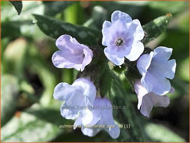 Pulmonaria saccharata 'Opal' | Italiaans longkruid, Longkruid | Geflecktes Lungenkraut | Bethlehem Sage