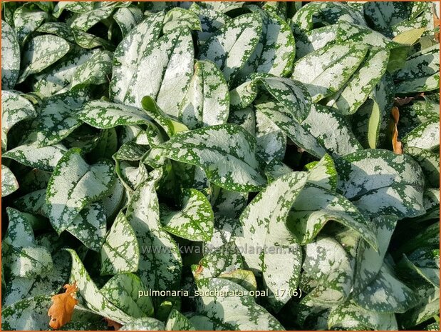 Pulmonaria saccharata 'Opal' | Italiaans longkruid, Longkruid | Geflecktes Lungenkraut | Bethlehem Sage
