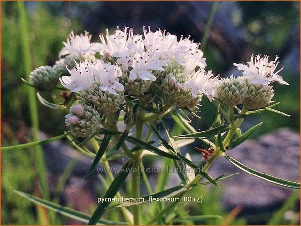 Pycnanthemum flexuosum | Ranke bergmunt, Bergmunt | Dünnblättrige Scheinbergminze