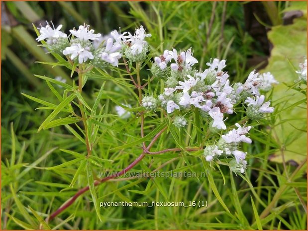 Pycnanthemum flexuosum | Ranke bergmunt, Bergmunt | Dünnblättrige Scheinbergminze