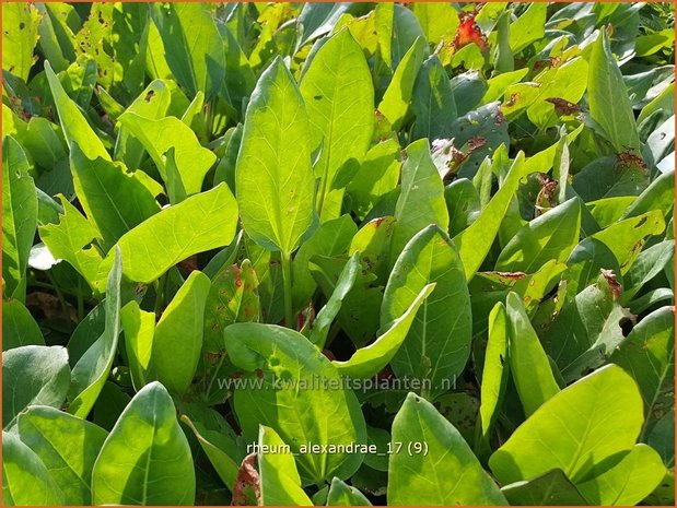 Rheum alexandrae | Sierrabarber | K&ouml;nigs-Rhabarber