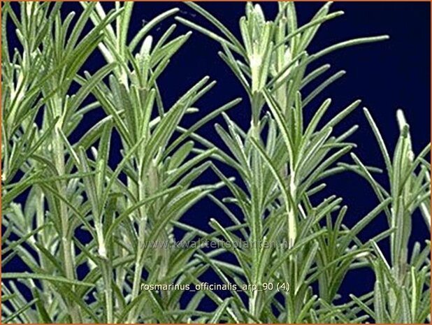 Rosmarinus officinalis 'Arp' | Rozemarijn | Rosmarin