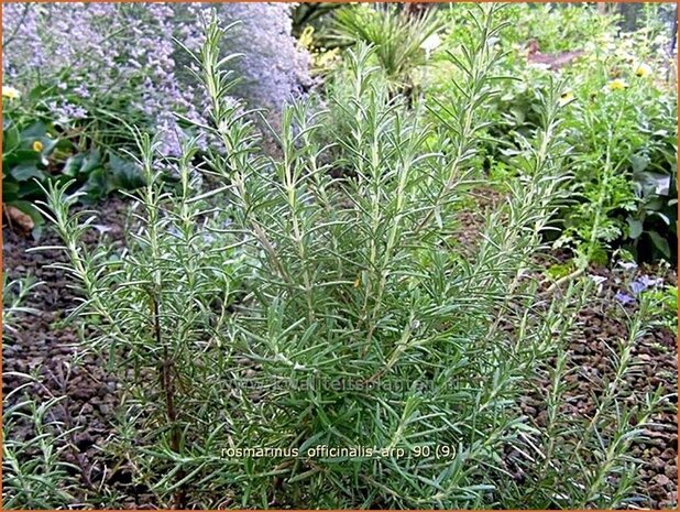 Rosmarinus officinalis 'Arp' | Rozemarijn | Rosmarin