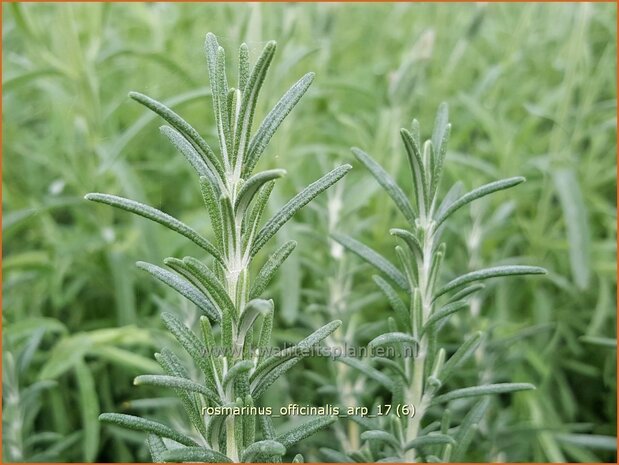 Rosmarinus officinalis 'Arp' | Rozemarijn | Rosmarin