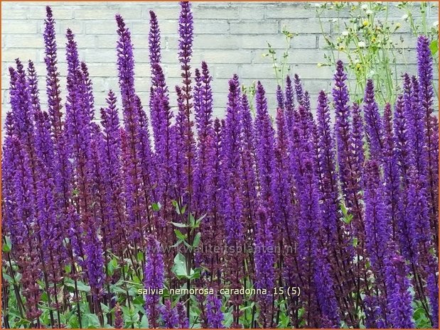 Salvia nemorosa 'Caradonna' | Bossalie, Salie, Salvia | Steppensalbei