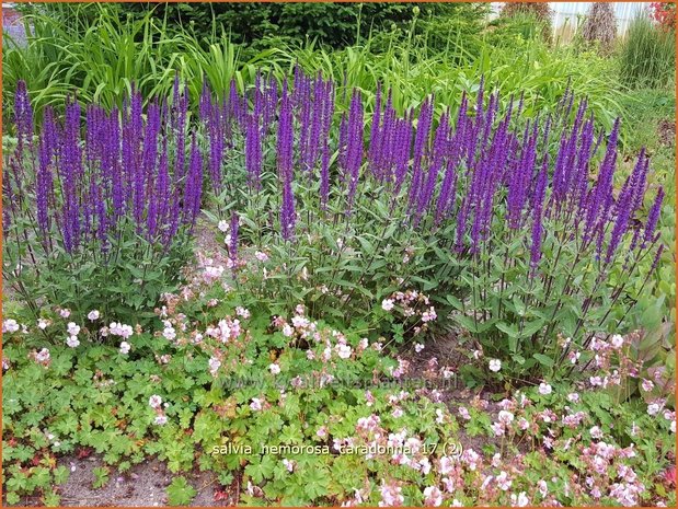 Salvia nemorosa 'Caradonna' | Bossalie, Salie, Salvia | Steppensalbei