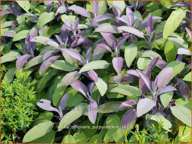 Salvia officinalis 'Purpurascens' | Echte salie, Keukensalie, Salie, Salvia | Echter Salbei