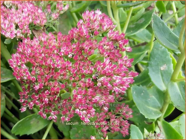 Sedum 'Herbstfreude' | Hemelsleutel, Vetkruid | Fettblatt