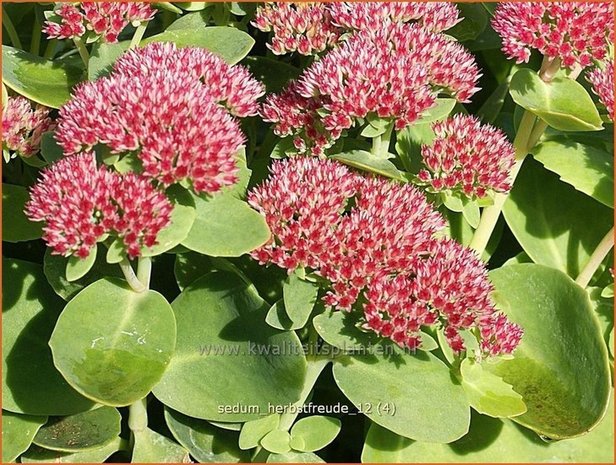 Sedum 'Herbstfreude' | Hemelsleutel, Vetkruid | Fettblatt