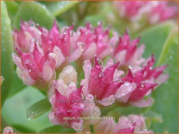 Sedum 'Herbstfreude' | Hemelsleutel, Vetkruid | Fettblatt