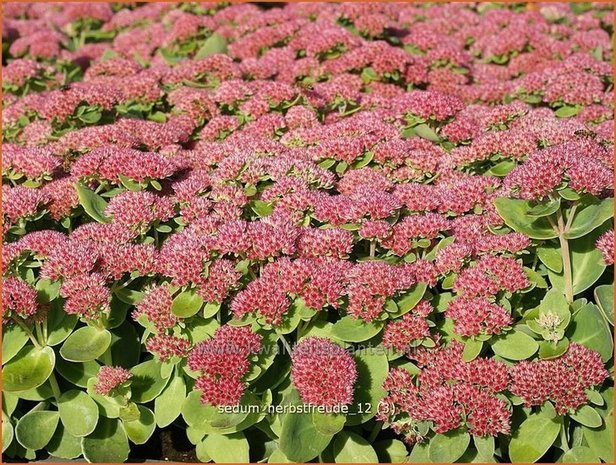 Sedum 'Herbstfreude' | Hemelsleutel, Vetkruid | Fettblatt