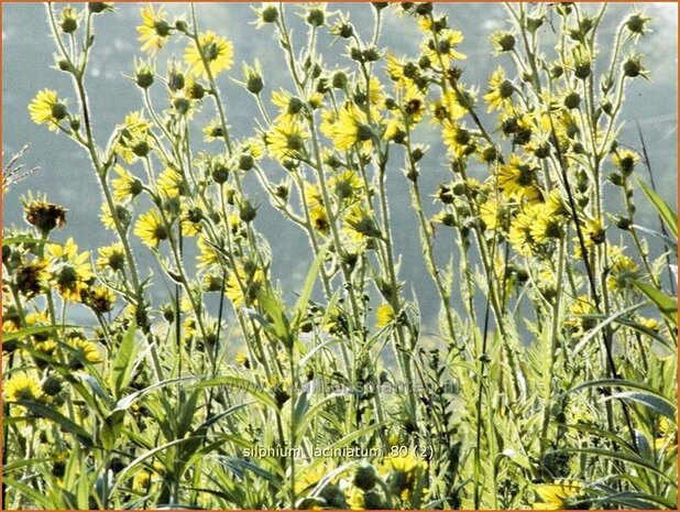Silphium laciniatum | Kompasplant, Zonnekroon | Geschlitztbl&auml;ttrige Kompa&szlig;pflanze
