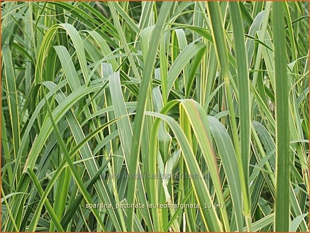 Spartina pectinata 'Aureomarginata' | Slijkgras | Kamm-Schlickgras