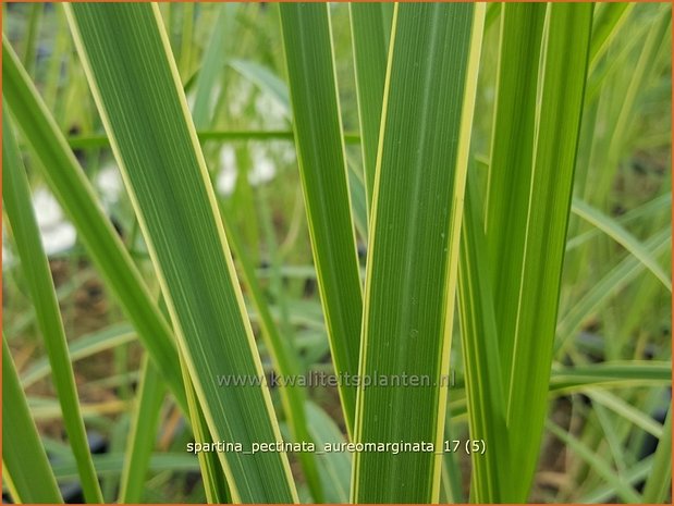 Spartina pectinata 'Aureomarginata' | Slijkgras | Kamm-Schlickgras