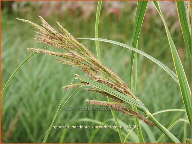 Spartina pectinata 'Aureomarginata' | Slijkgras | Kamm-Schlickgras