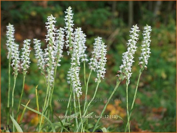 Spiranthes 'Chadd's Ford' | Schroeforchis, Orchidee | Wendelorchis