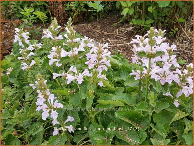 Stachys grandiflora 'Morning Blush' | Andoorn | Gro&szlig;bl&uuml;tiger Ziest